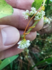 Cuscuta gronovii