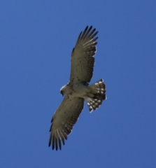 Circaetus gallicus