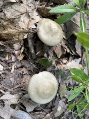 Pluteus petasatus
