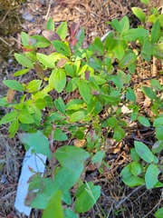Vaccinium myrtilloides