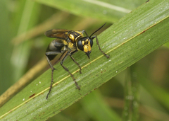 Sphex habenus