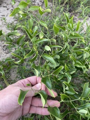 Smilax laurifolia