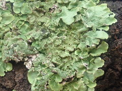 Parmelioideae