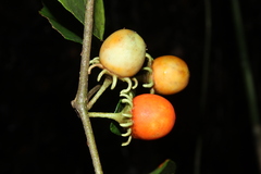Lycianthes pauciflora
