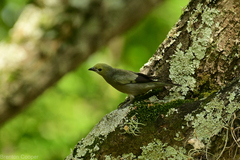 Thraupis palmarum