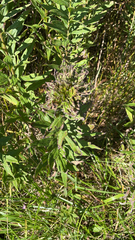 Rhopalomyia solidaginis