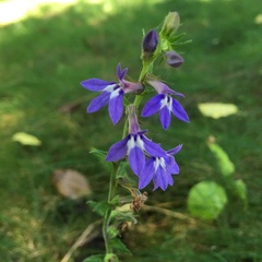 Lobelia puberula