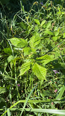 Rubus caesius