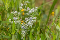 Eryngium aquaticum