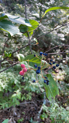 Viburnum cassinoides image