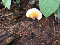 Ganoderma curtisii