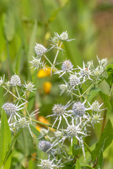Eryngium aquaticum