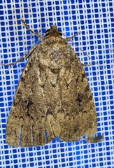 Amphipyra pyramidea