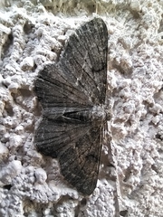 Peribatodes rhomboidaria