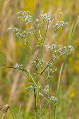 Eryngium aquaticum