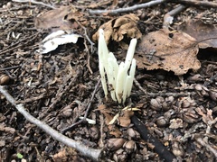 Clavaria fragilis