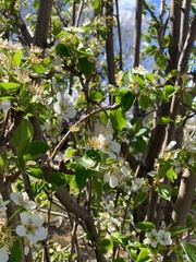 Pyrus