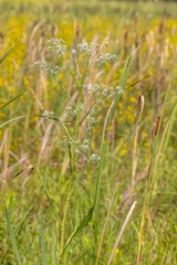 Eryngium aquaticum