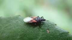 Oxycarenus lavaterae