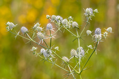 Eryngium aquaticum