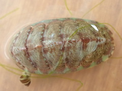Mopalioidea
