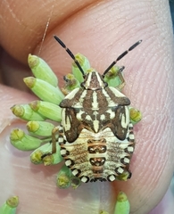Carpocoris mediterraneus atlanticus