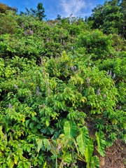 Cornutia pubescens