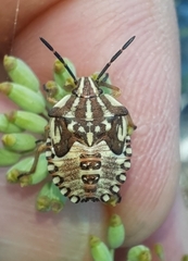 Carpocoris mediterraneus atlanticus