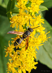 Ancistrocerus adiabatus