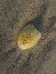 Emerita analoga