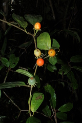 Lycianthes pauciflora