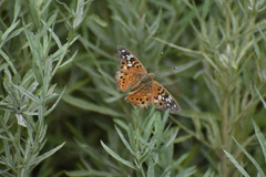 Asterocampa celtis antonia