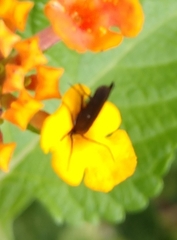 Acoloithus falsarius