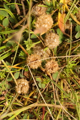 Trifolium fragiferum