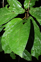 Lycianthes pauciflora