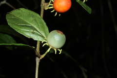Lycianthes pauciflora