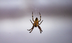 Araneus diadematus