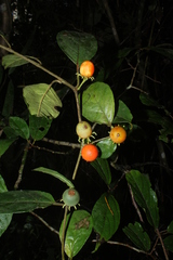 Lycianthes pauciflora