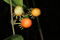 Lycianthes pauciflora