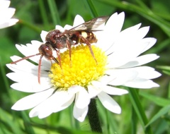 Nomada ruficornis