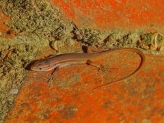 Psammodromus algirus