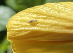 Chrysoperla rufilabris