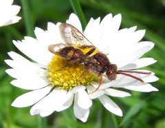 Nomada ruficornis