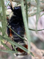 Bombus huntii
