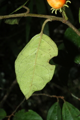 Lycianthes pauciflora