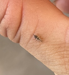 Chrysoperla rufilabris