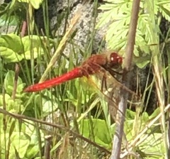 Sympetrum illotum