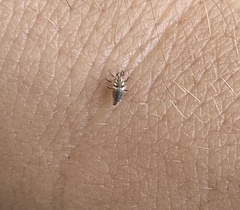 Chrysoperla rufilabris