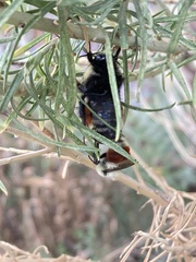 Bombus huntii