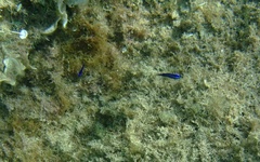 Chromis chromis